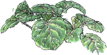 winter cabbage