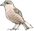 male chaffinch, winter plumage