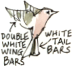 wing bars and tail-sides