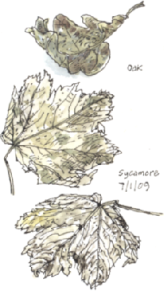 sycamore and oak