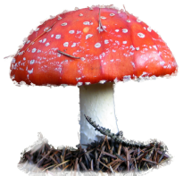 fly agaric