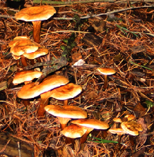 honey fungus