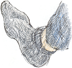 sock