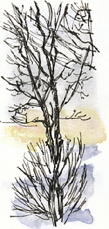 winter tree