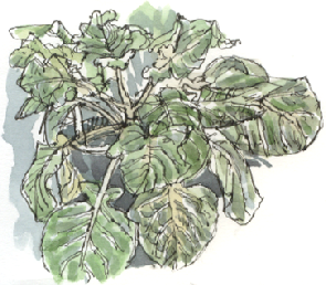 winter cabbage