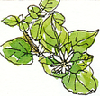 chickweed