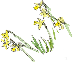 daffodils