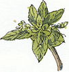 dog's mercury