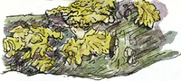 crustose lichen