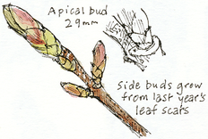 sycamore buds