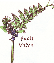 bush vetch, Vicia sepium