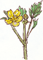 creeping buttercup, Ranunculus repens