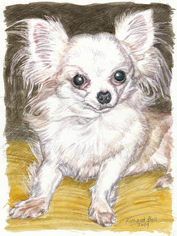 watercolour of chihuahua