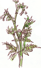 cow parsley, Anthriscus syvestris