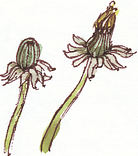 dandelion, Taraxacum officinale