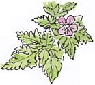 Herb Robert, Geranium robertianum