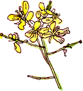 mizuna flowers