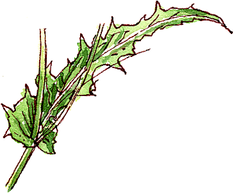 mizuna leaf