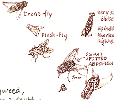 flies and hoverflies