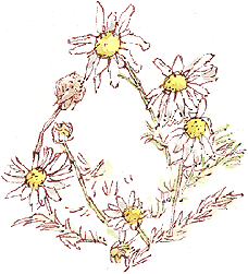 mayweed