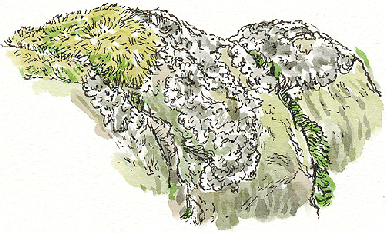 mosses and lichen