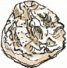 oyster shell