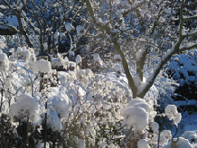 snow on the hawthorn hedge