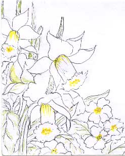 daffodils by Joan Bell