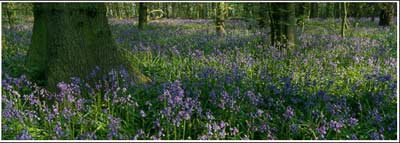 Bluebells at Nostell Priory