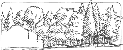 trees sketch