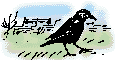 crow