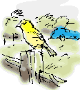 yellowhammer