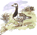 barnacle goose