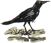 crow