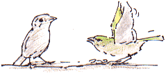 greenfinch v. sparrow
