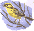 yellowhammer