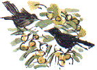 blackbirds