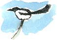 magpie