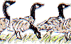 geese