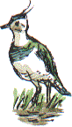 lapwing