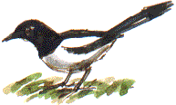 magpie