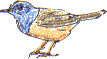 McGillvary's warbler