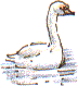 mute swan