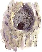 nuthatch nest-hole