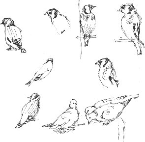 goldfinches and collared doves