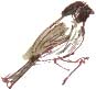 reed bunting