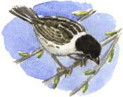 reed bunting