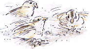 sparrows dustbathing
