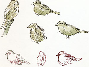 sparrows