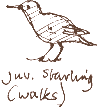 juvenile starling